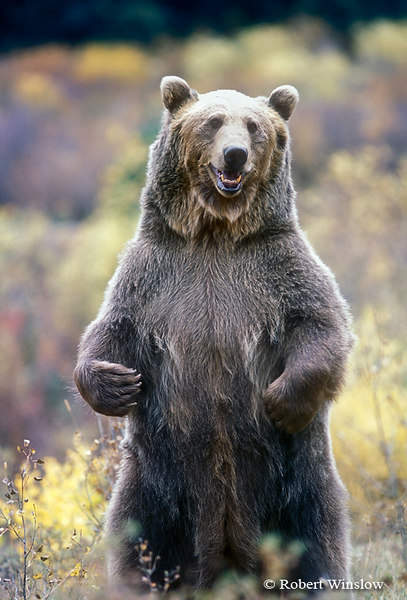 grizzly-bear-standing-wallpaper-1