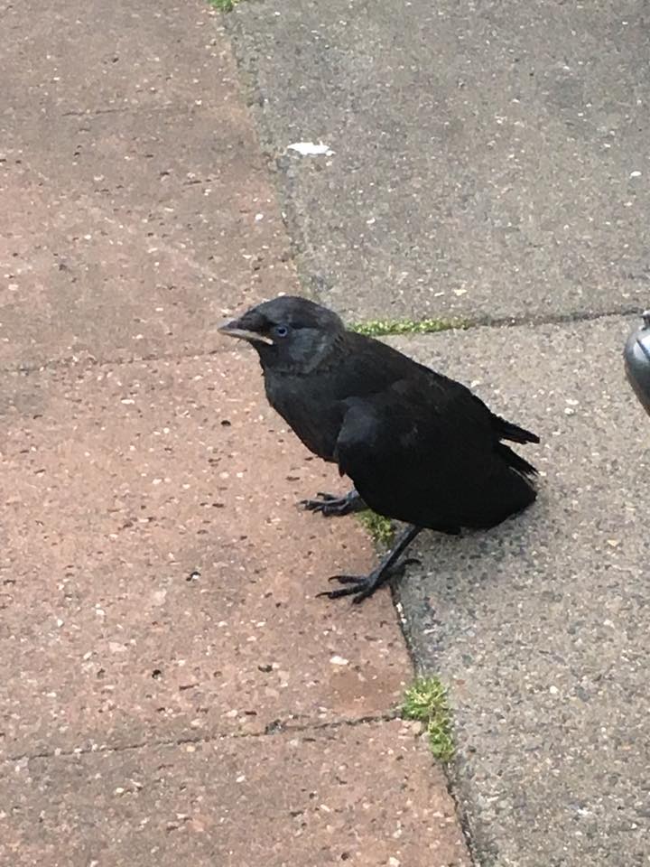 corvus